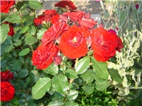 c5666ec7-Picture 003.jpg